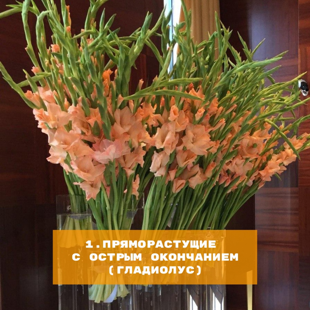 Гладиолус - пряморастущие цветы с острым окончанием