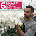 6 правил по уходу за орхидеей